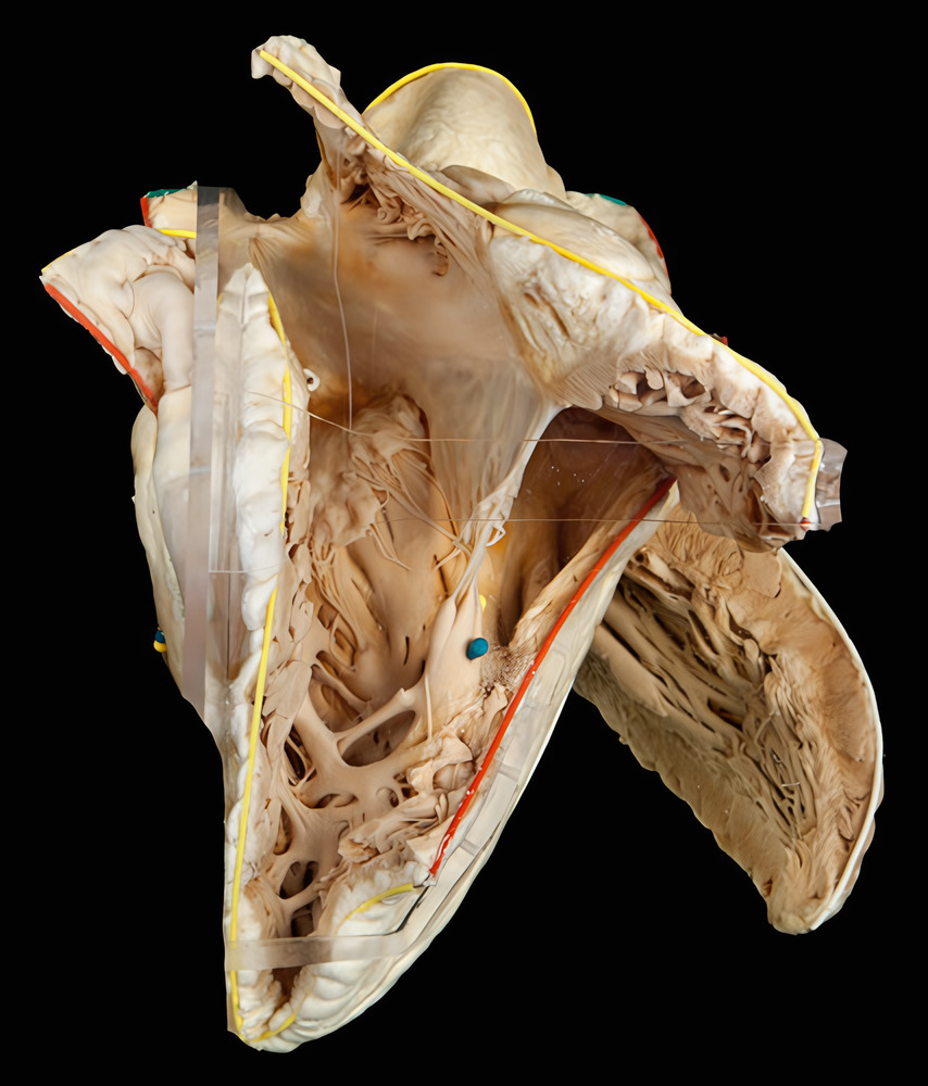 Dem-153 – Anatomionline.dk